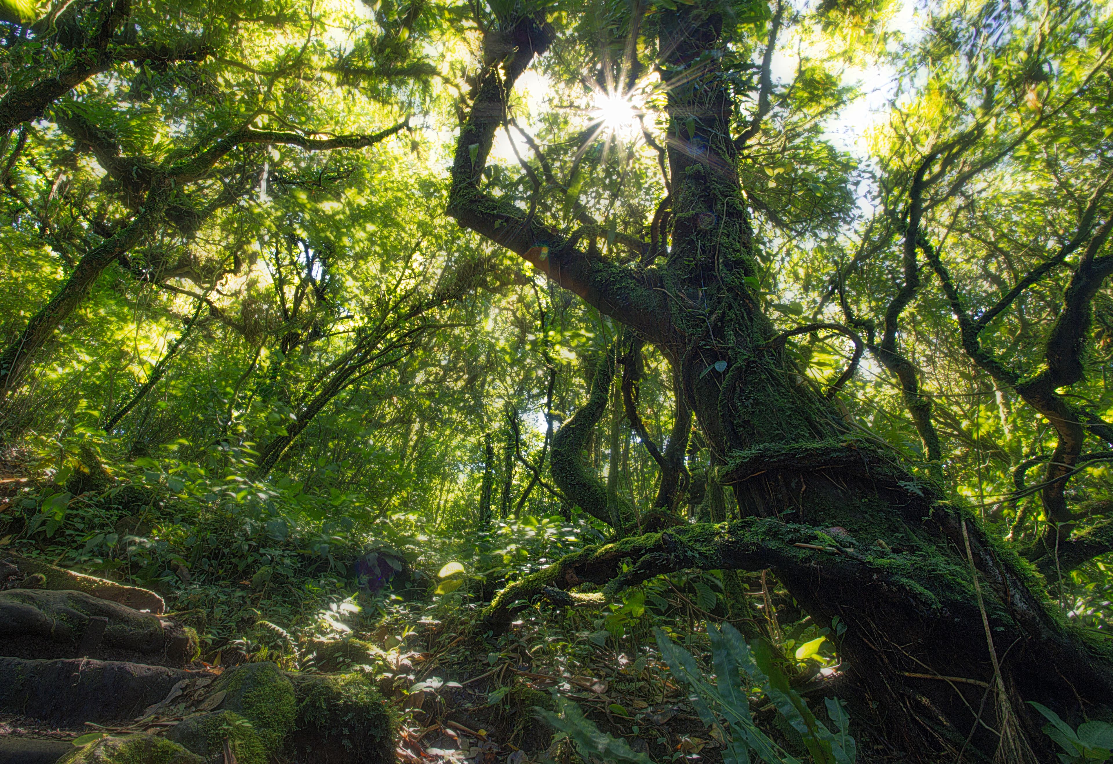 Trekking to the Mombacho Volcano Crater 4