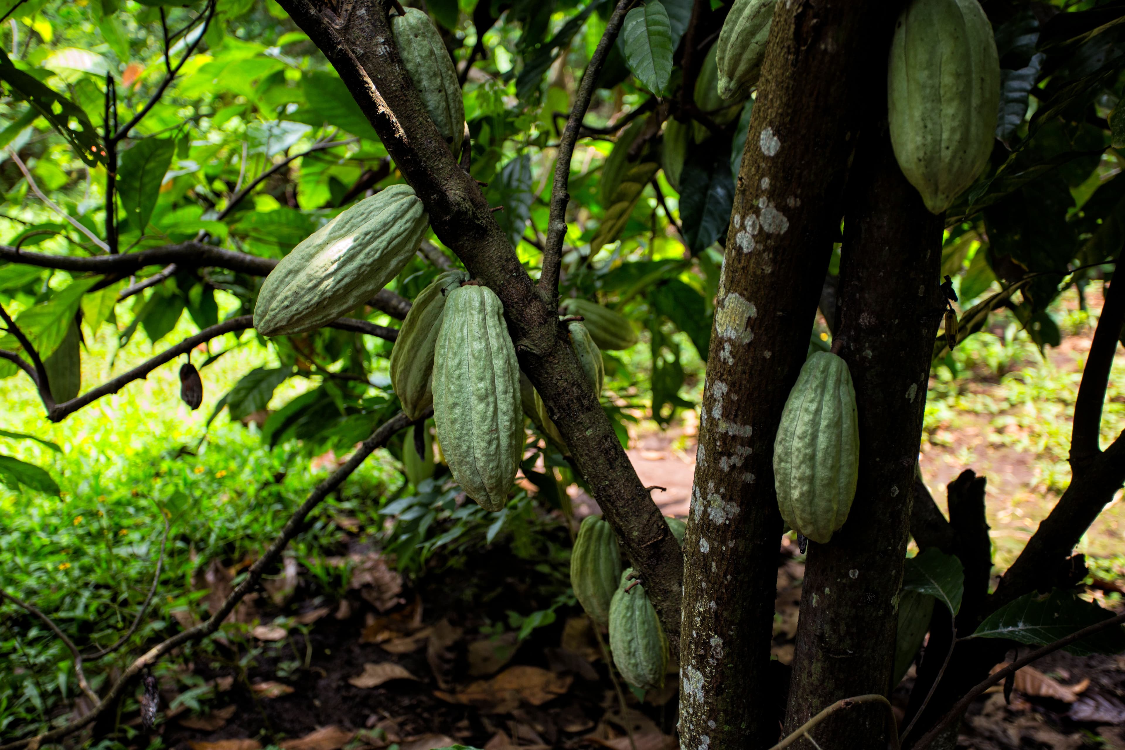 The Real Nicaragua. Coffee, Chocolate and Tabaco Tour 3